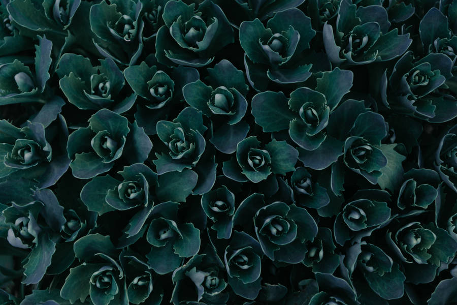 Crisp And Vibrant Iphone 4k Wallpaper Of Succulents Wallpaper