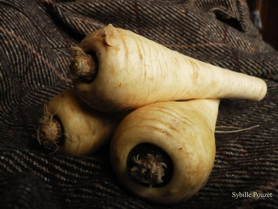 Crisp Parsnip Root Vegetable Crops Wallpaper