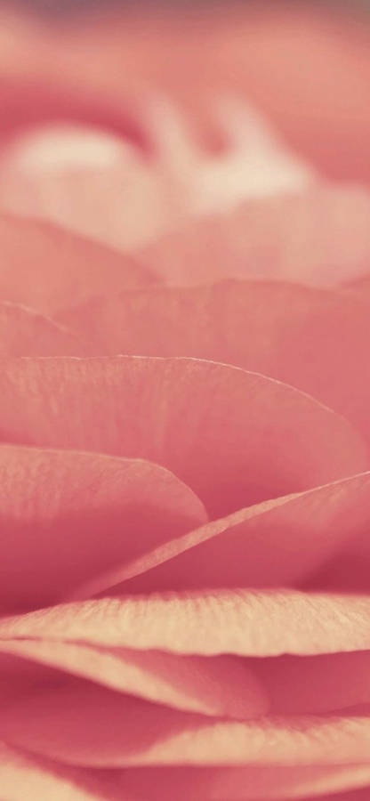Crisp Pink Chips Iphone Xr Wallpaper