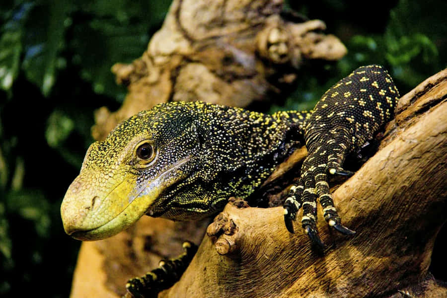 Crocodile_ Monitor_ Lizard_ Perched Wallpaper