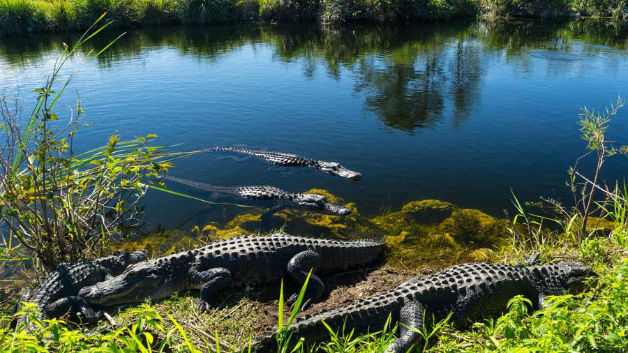 Crocodiles On Lake Everglades National Park Wallpaper