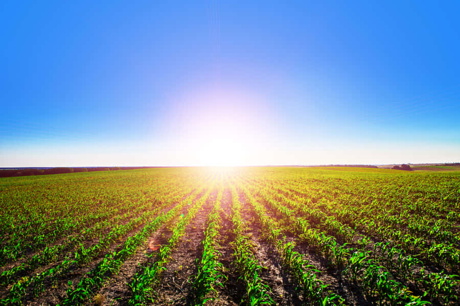 Crops Wide Field Sunny Day Wallpaper