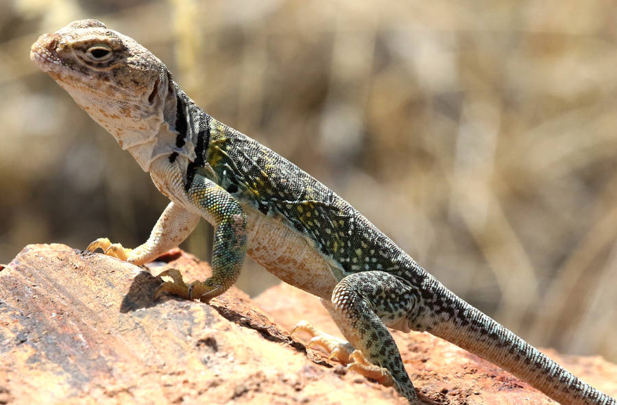 Crotaphytus Collared Lizard Wallpaper