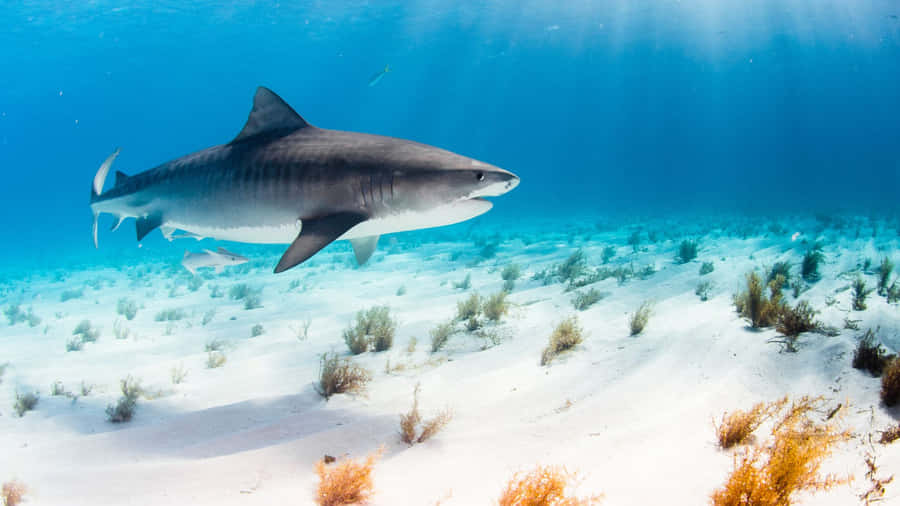 Crystal Clear Ocean With Black Shark Wallpaper