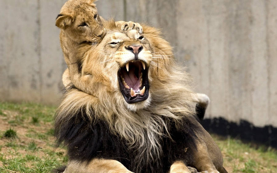 Cub Biting Male Lion Wallpaper