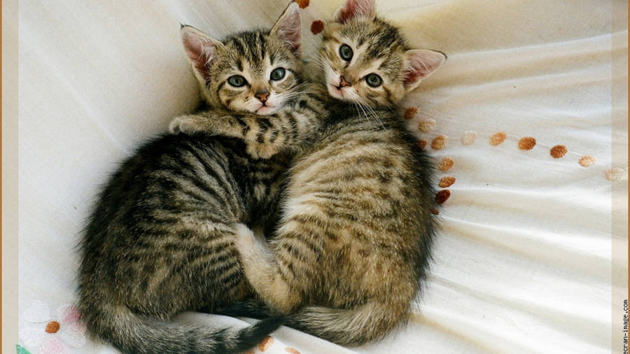 Cuddling Cute Cat Hd Wallpaper