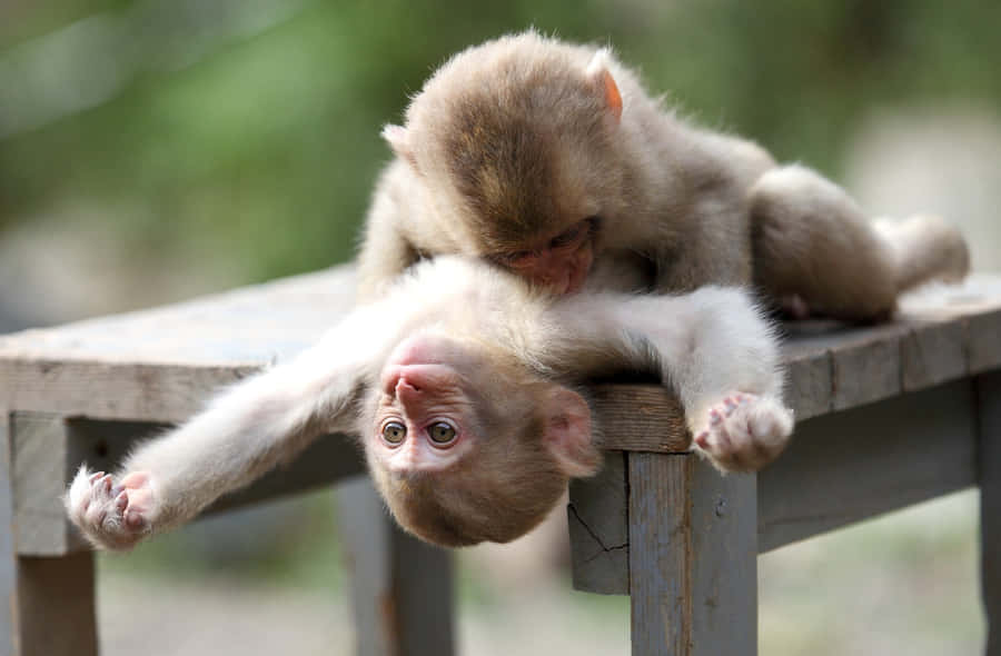 Cuddling Cute Monkey Photo Wallpaper