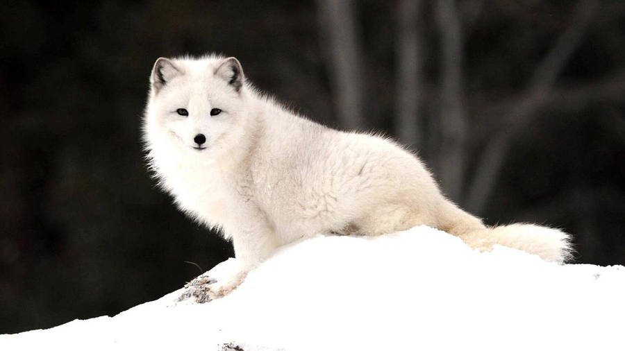 Curios White Fox In Snow Wallpaper