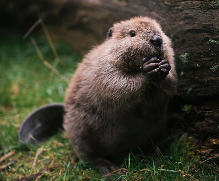 Curious Beaver Nature Scene.jpg Wallpaper