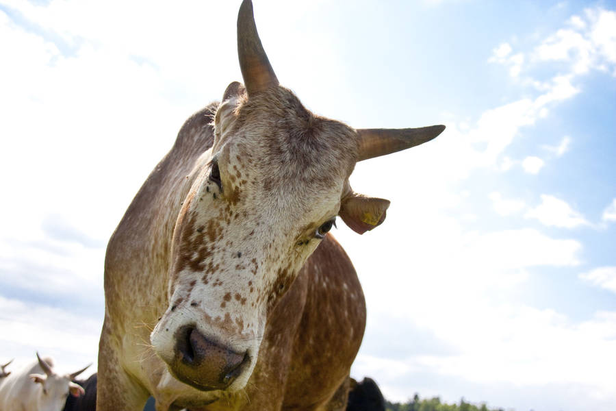 Curious Brown And White Gezerat Zebu Cattle Wallpaper