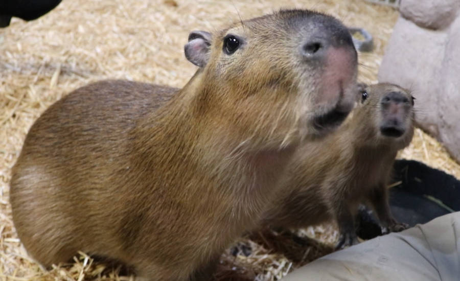 Curious Capybaras On Nest Wallpaper