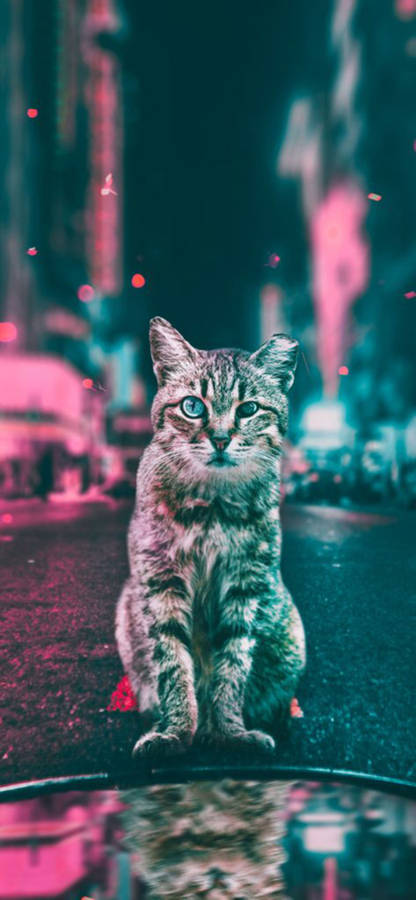 Curious Cat Dope Iphone Wallpaper