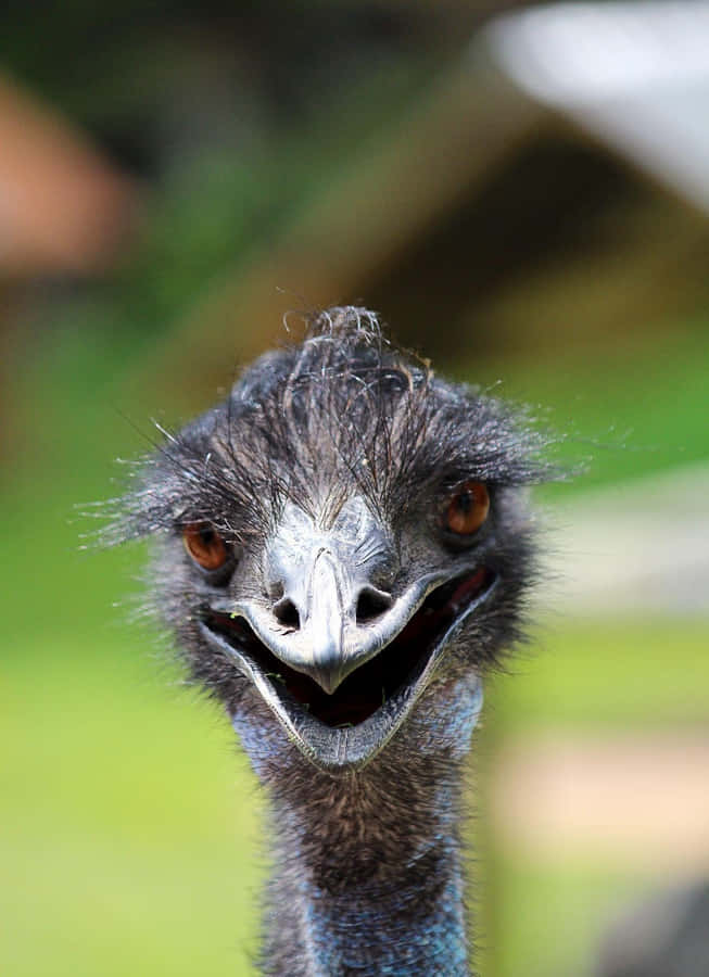 Curious Emu Close Up Wallpaper