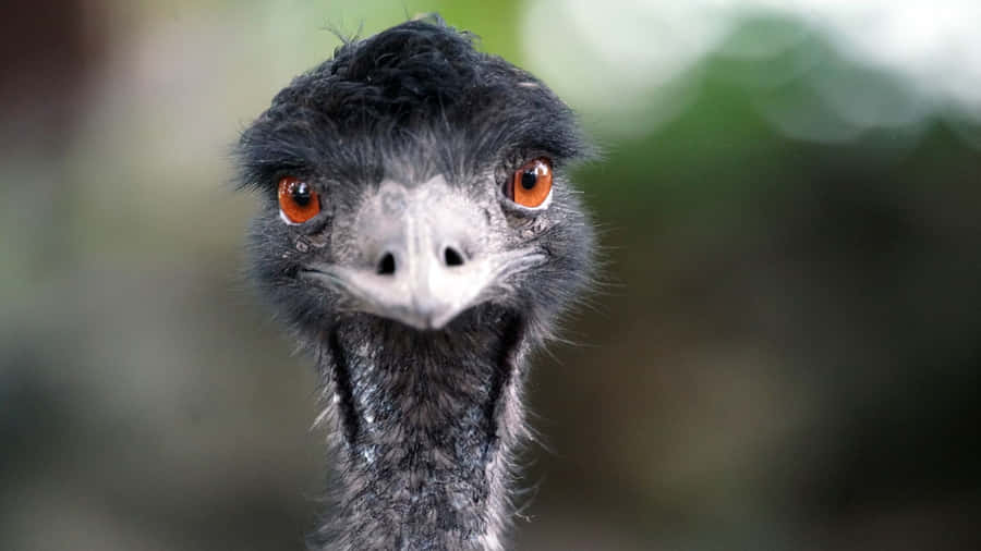 Curious Emu Close Up Wallpaper