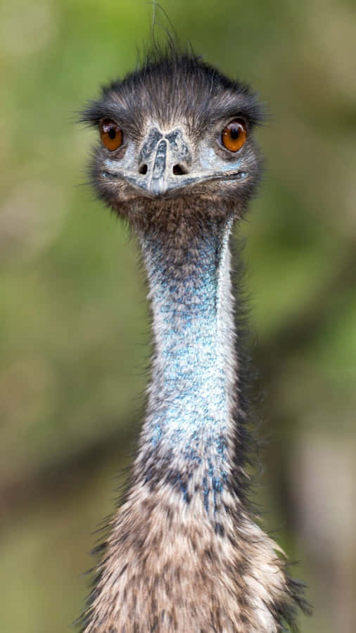 Curious Emu Portrait Wallpaper