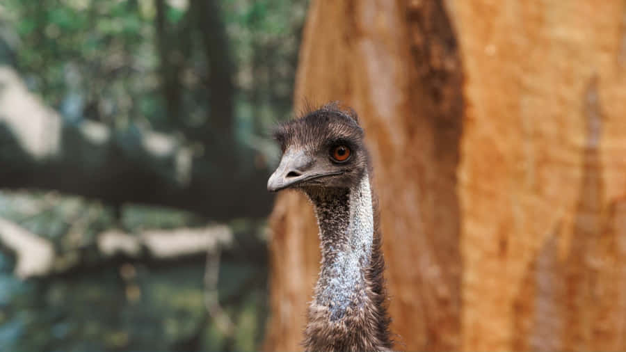 Curious Emu Up Close.jpg Wallpaper