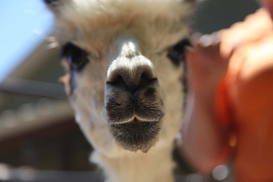 Curious Llama Close Up Wallpaper