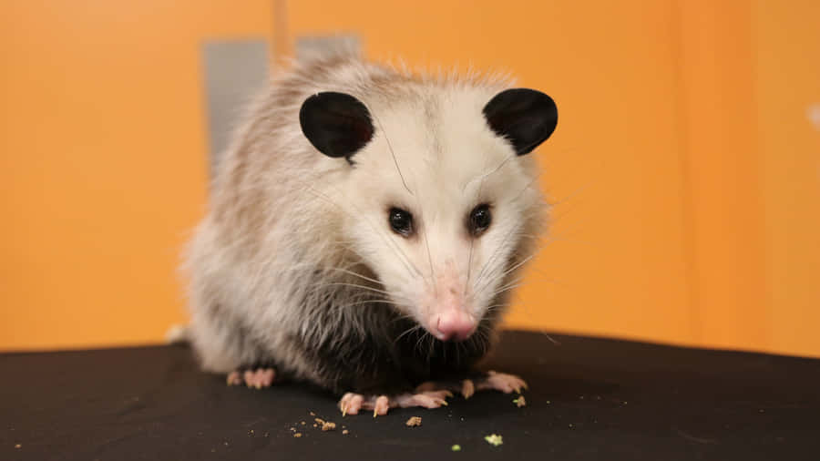 Curious Opossum Orange Background Wallpaper