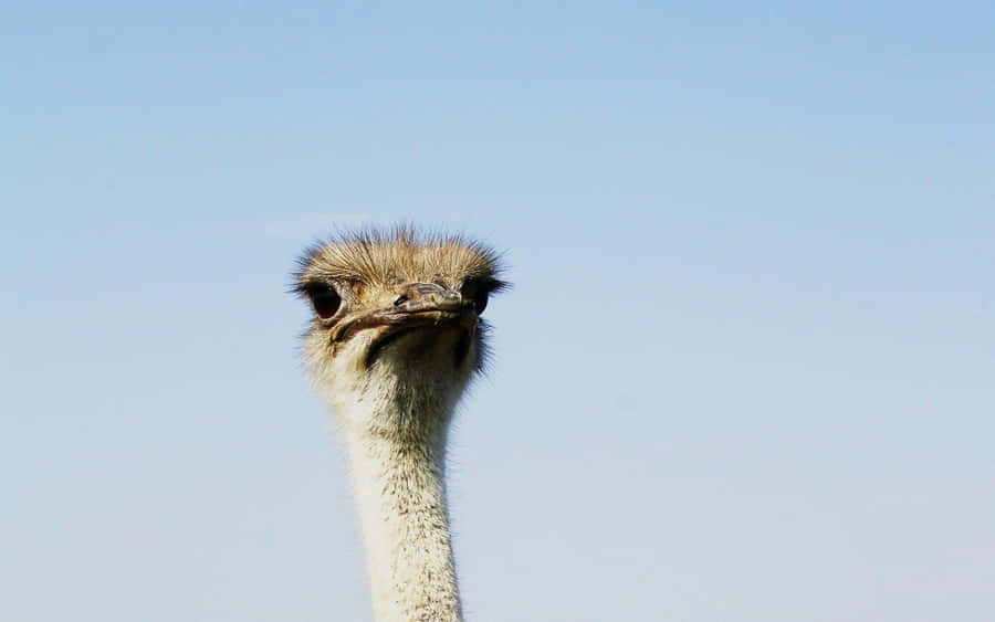 Curious Ostrich Head Against Sky.jpg Wallpaper