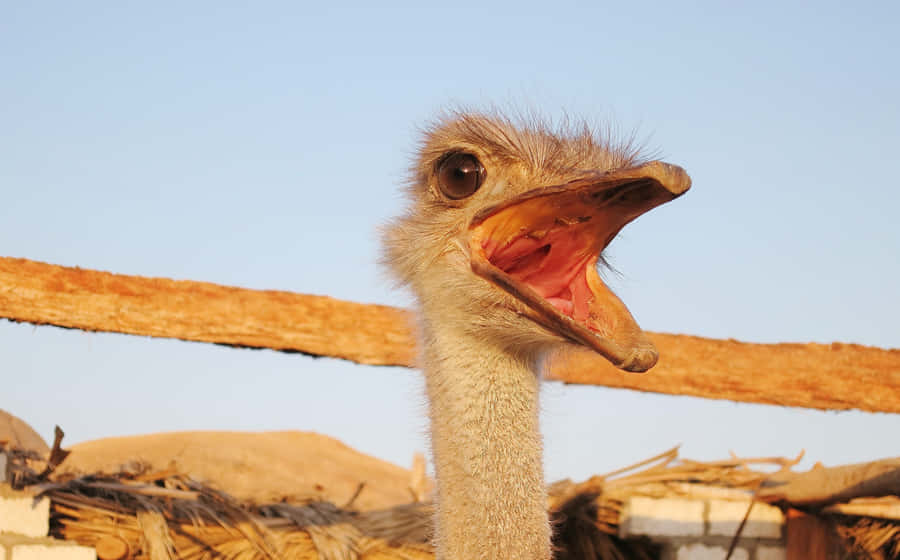 Curious Ostrich Up Close.jpg Wallpaper