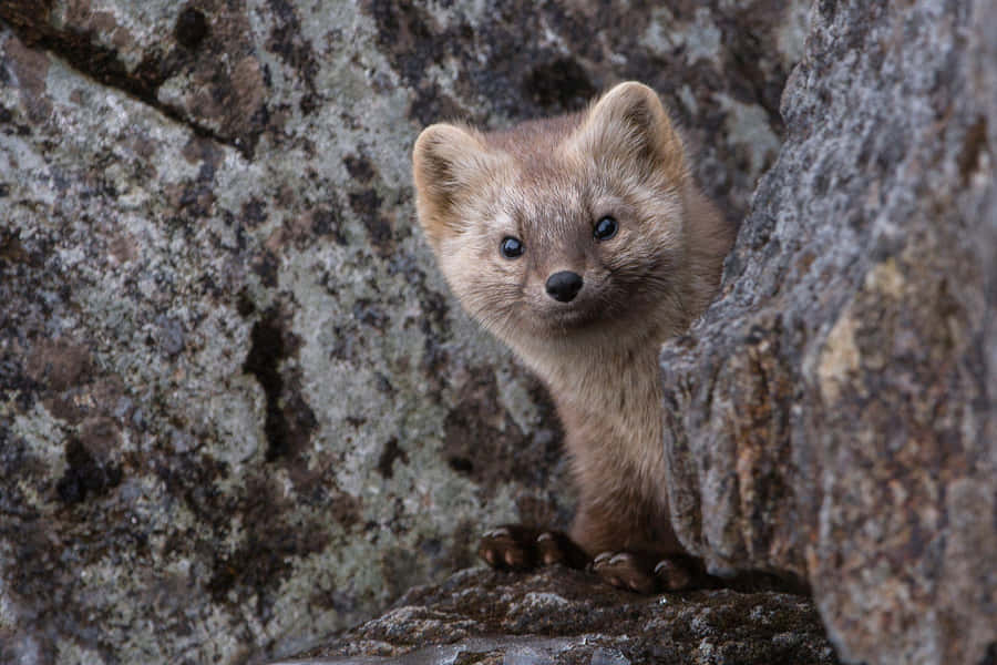 Curious Weasel Peeking Behind Rocks Wallpaper