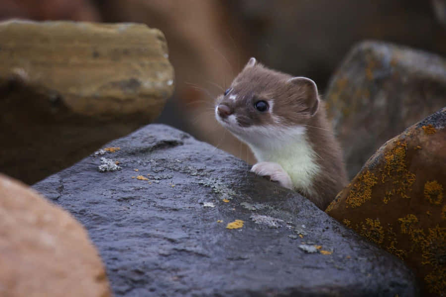 Curious Weasel Peeking Between Rocks.jpg Wallpaper