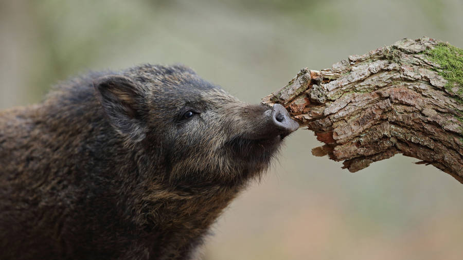 Curious Wild Boar Wallpaper