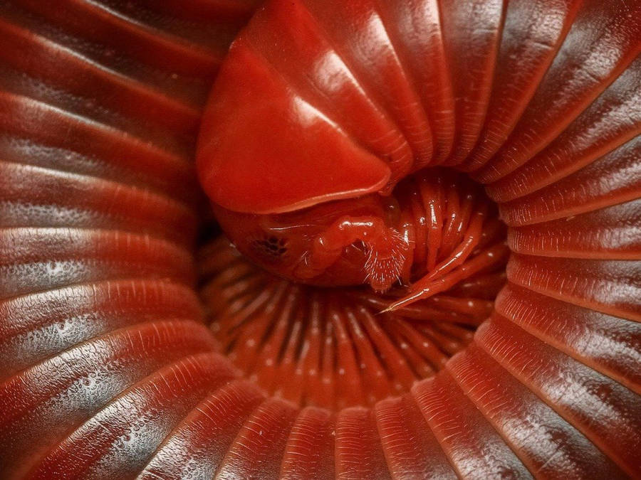 Curled-up Scarlet Millipede Wallpaper