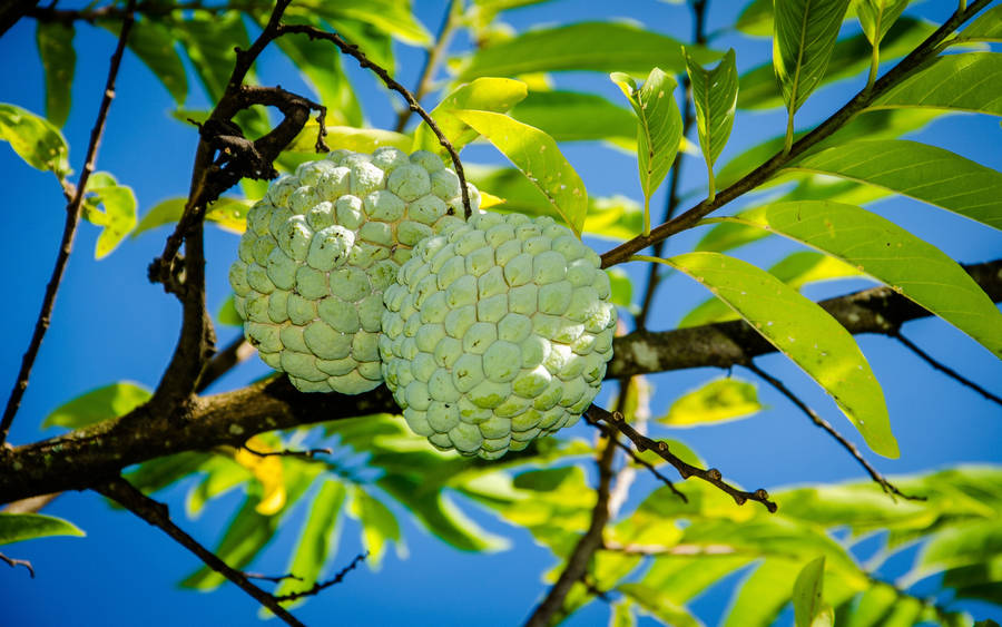 Custard Apples Hanging Together Wallpaper