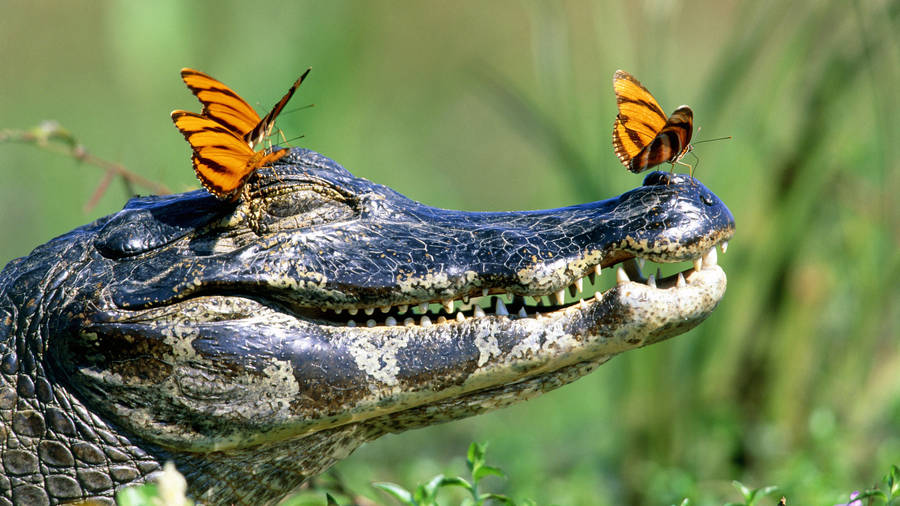 Cute Alligator With Butterflies Wallpaper