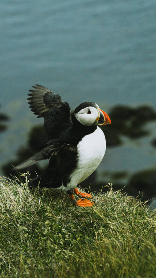 Cute Animal Puffin Bird Wallpaper