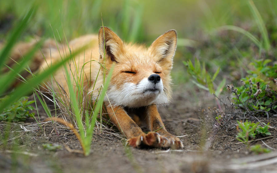 Cute Baby Fox Stretching Wallpaper