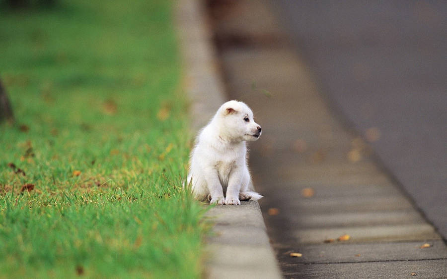 Cute Baby Puppy Sitting On A Road Wallpaper