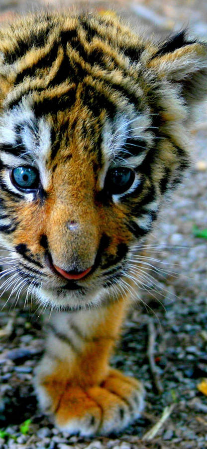 Cute Baby Tiger Wallpaper