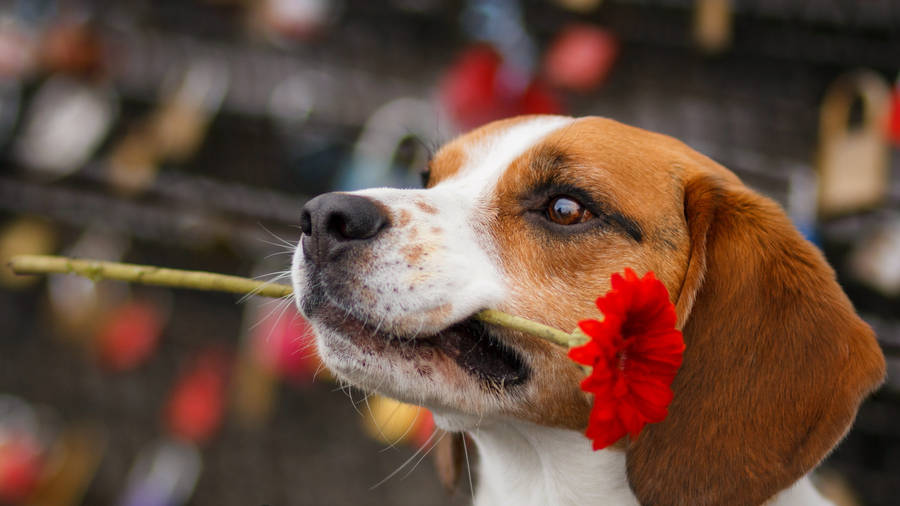Cute Beagle Dog With Red Flower Wallpaper