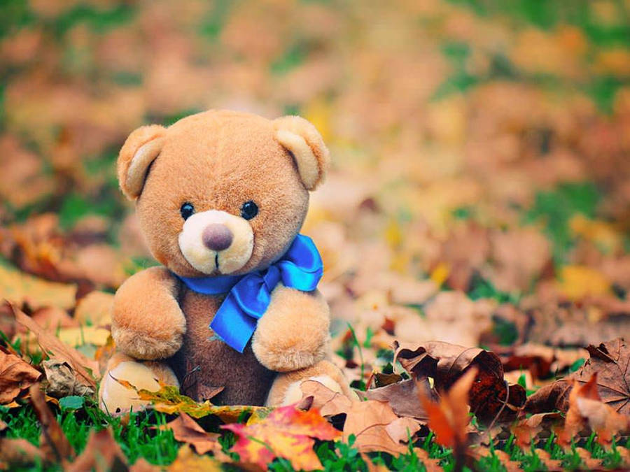 Cute Bear Blue Neck Bow Wallpaper