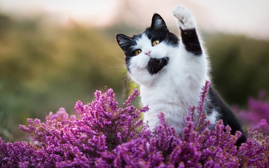 Cute Black And Purple Aesthetic Cat Wallpaper