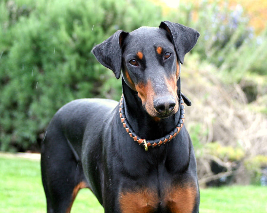 Cute Black And Tan Doberman Pinscher Wallpaper