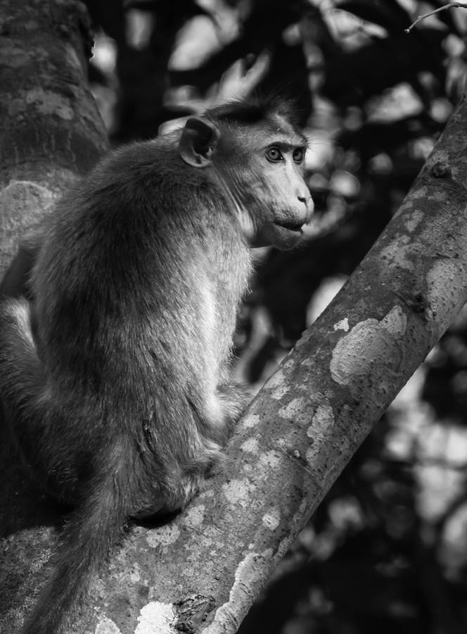 Cute Black And White Monkey Wallpaper