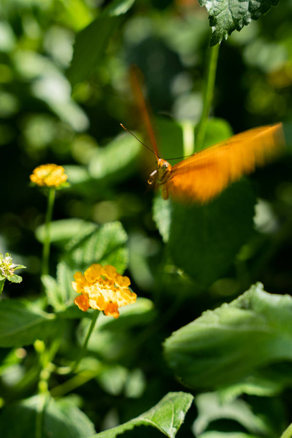 Cute Butterfly On Camara Flowers Wallpaper