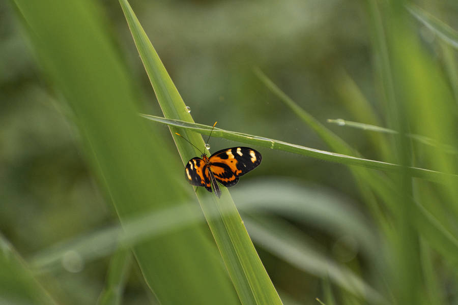 Cute Butterfly On Grass Wallpaper