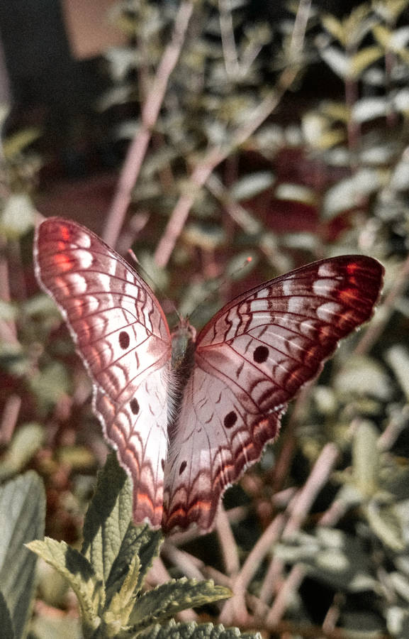 Cute Butterfly White Peacock Wallpaper