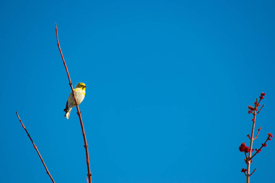 Cute Canary In Blue Sky Wallpaper
