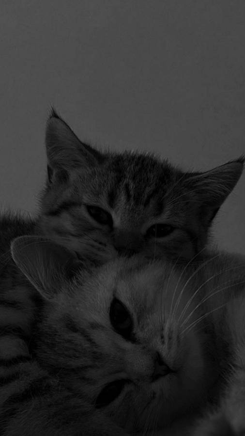 Cute Cat Aesthetic Cuddling Together Wallpaper