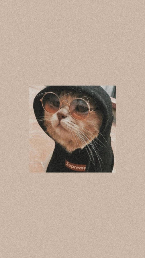 Cute Cat Aesthetic In Black Hoodie Wallpaper