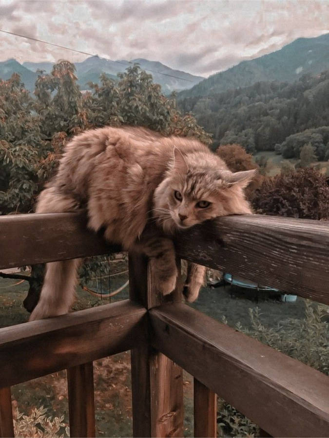 Cute Cat Aesthetic On A Railing Wallpaper