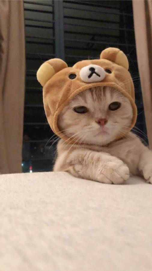 Cute Cat Aesthetic Rilakkuma Hat Wallpaper