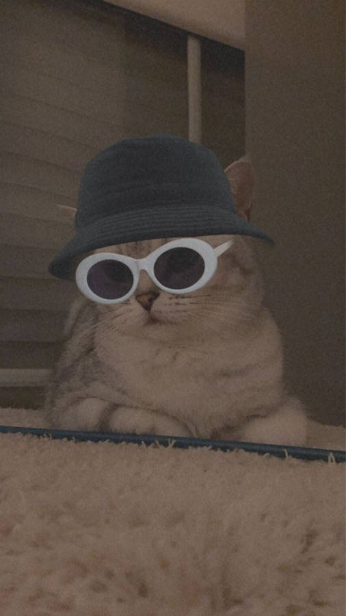 Cute Cat Aesthetic With Bucket Hat And Sunglasses Wallpaper