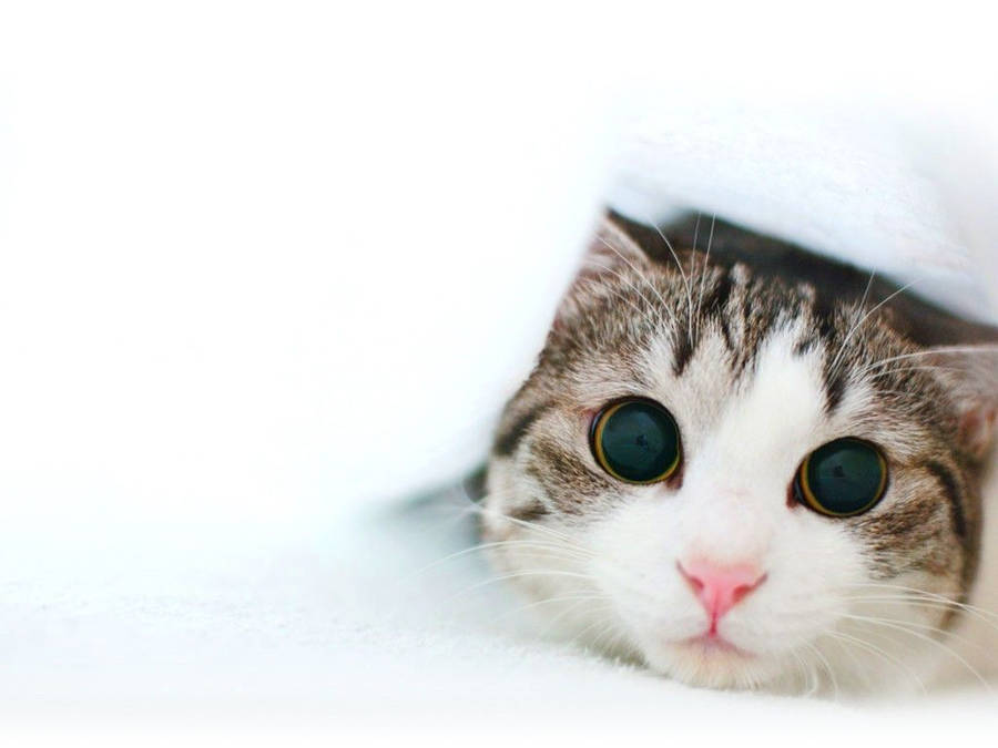 Cute Cat Eyes Wallpaper