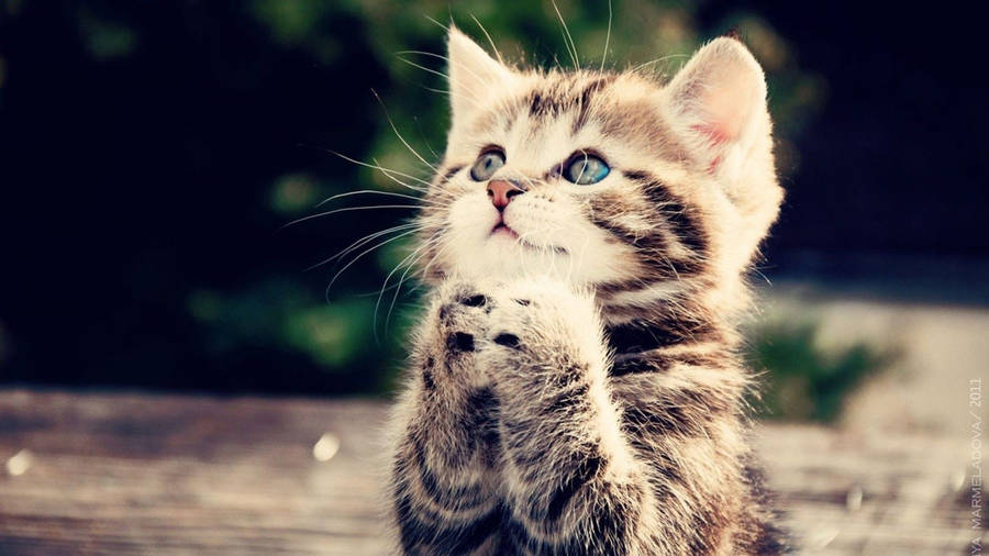 Cute Cat Hd Praying Wallpaper